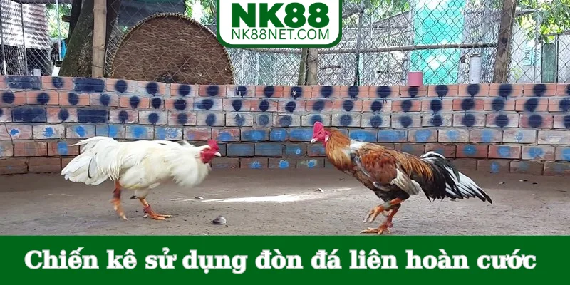 chien-ke-su-dung-don-da-lien-hoan-cuoc